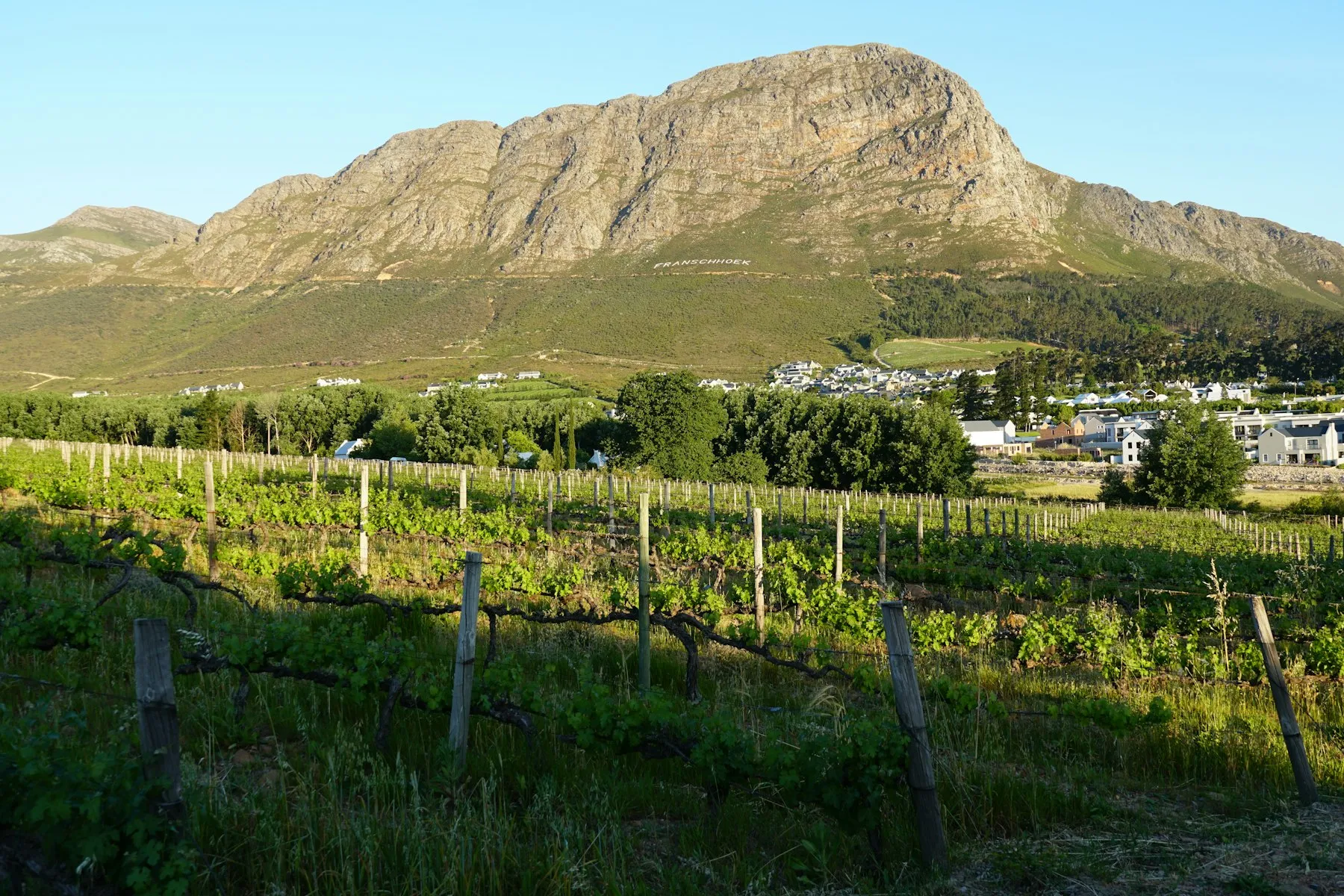 Vineyards below the mountain in the Cape winelands